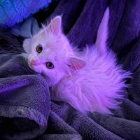 addie profile picture