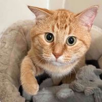 WhiskerWhisk profile picture