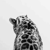 Ruby 🐆🖤 profile picture