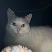 zahra (she/her) ☆ profile picture