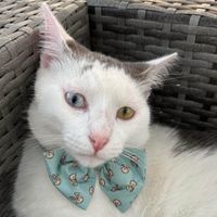 zahra ⊹ ࣪ ˖ profile picture