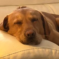 Saffy profile picture
