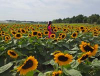 Sunflower_Girly🌻 profile picture