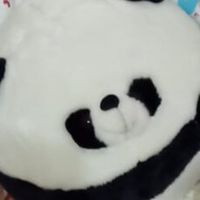 Polar Bear profile picture