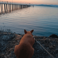 Genny Pixie profile picture