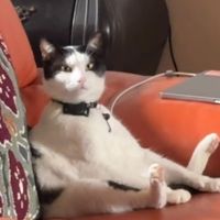 Sushi profile picture