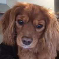 Allison Caldwell profile picture