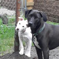 LeeLovesDogs profile picture