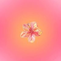 Yasmin profile picture