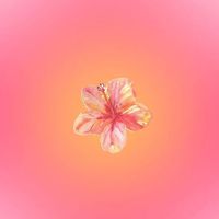 Yasmin profile picture