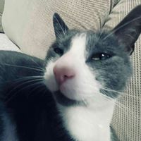 nikolija profile picture