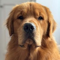 Graham Davis profile picture