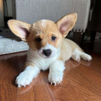 Georgie profile picture