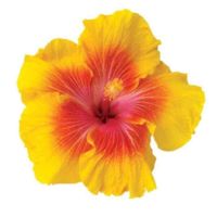 Esra profile picture