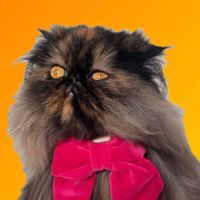 Amber The Irish Persian profile picture
