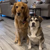 Lola and Oakley profile picture