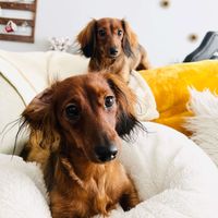 Milo & Ginger profile picture