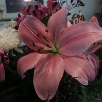 gisele daisy profile picture