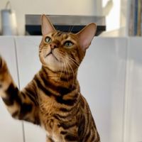 Franklin the Bengal profile picture
