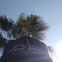 Chiara Greco profile picture