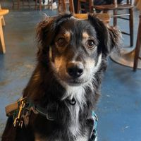 Runi profile picture