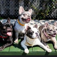 Hakwai K9 profile picture