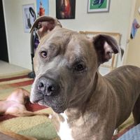 Baloo, Wini, & Rosie profile picture
