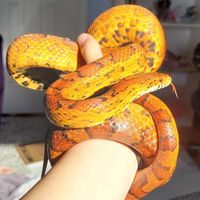 Hannah Williamson profile picture