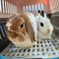 NegiNeko Tokyo profile picture