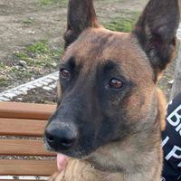 Maksim Cupkovic profile picture
