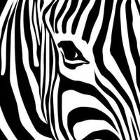 zebra profile picture