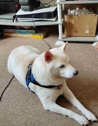 Yasmin Williams profile picture