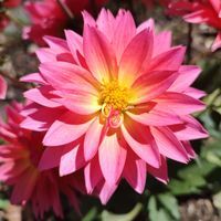 Aly Giroux ( Ragged Root Gardens ) profile picture