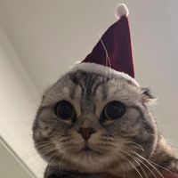 Dzeni profile picture