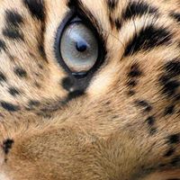 Ana Pavlovic profile picture