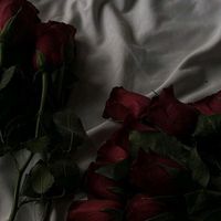 _la.serba_ profile picture