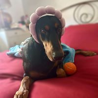 vlogwmateo profile picture