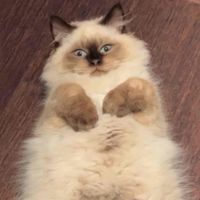 Winston profile picture