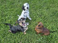 Melanie Frenette profile picture