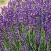 Love and Lavender Doula profile picture