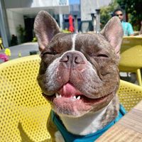 Chowder profile picture