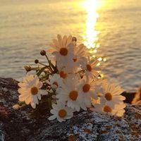 Jelena profile picture