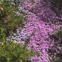 Tien profile picture