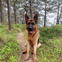Kristian Thunes profile picture