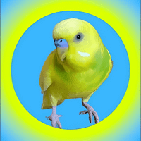 Explore Bird World profile picture