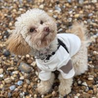 Mabel the Toy Poodle profile picture