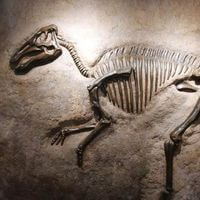 Amber Johnson profile picture