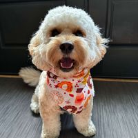 Maxdoodie profile picture
