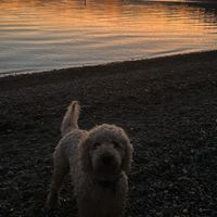 Niky profile picture