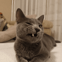 Rastko Avejić profile picture